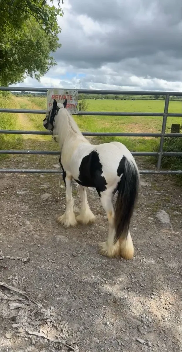 Heavy filly - Image 2
