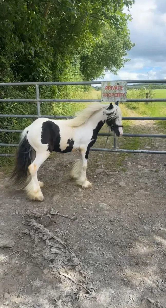 Heavy filly - Image 3