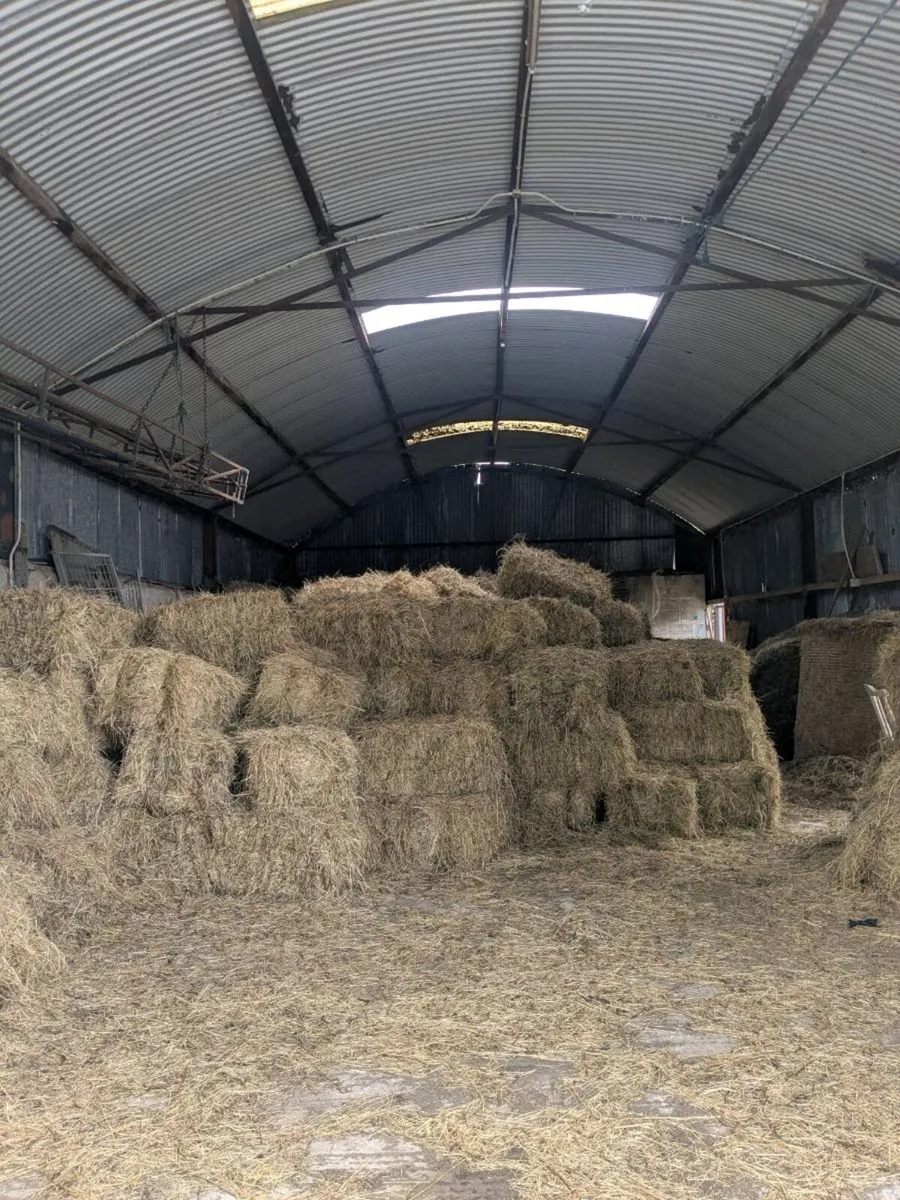 small square bales of hay - Image 1