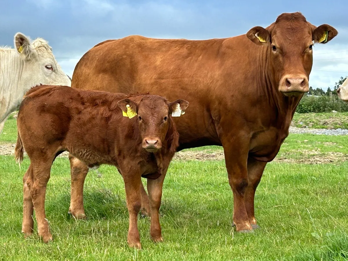 Super u grade second  calver and calf - Image 2