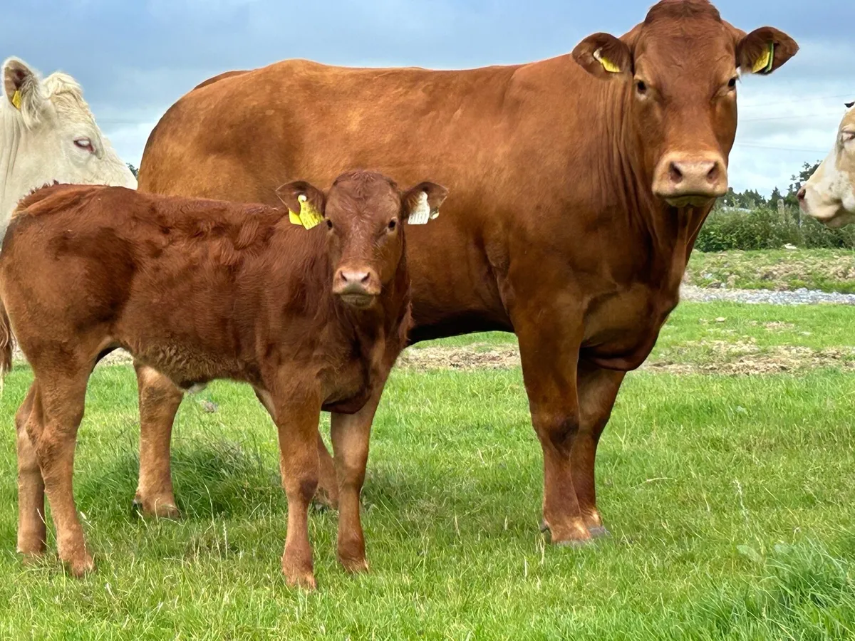 Super u grade second  calver and calf - Image 3
