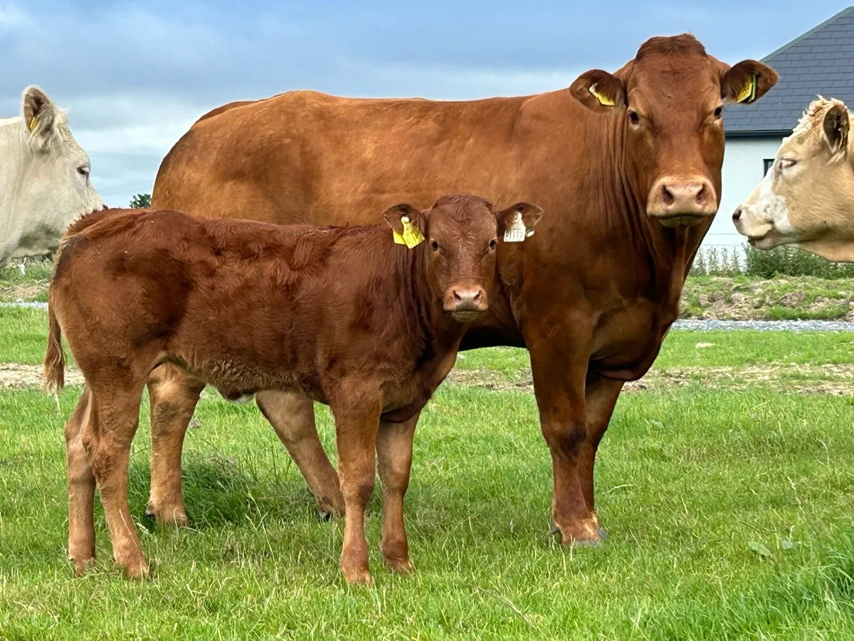 Super u grade second  calver and calf - Image 1