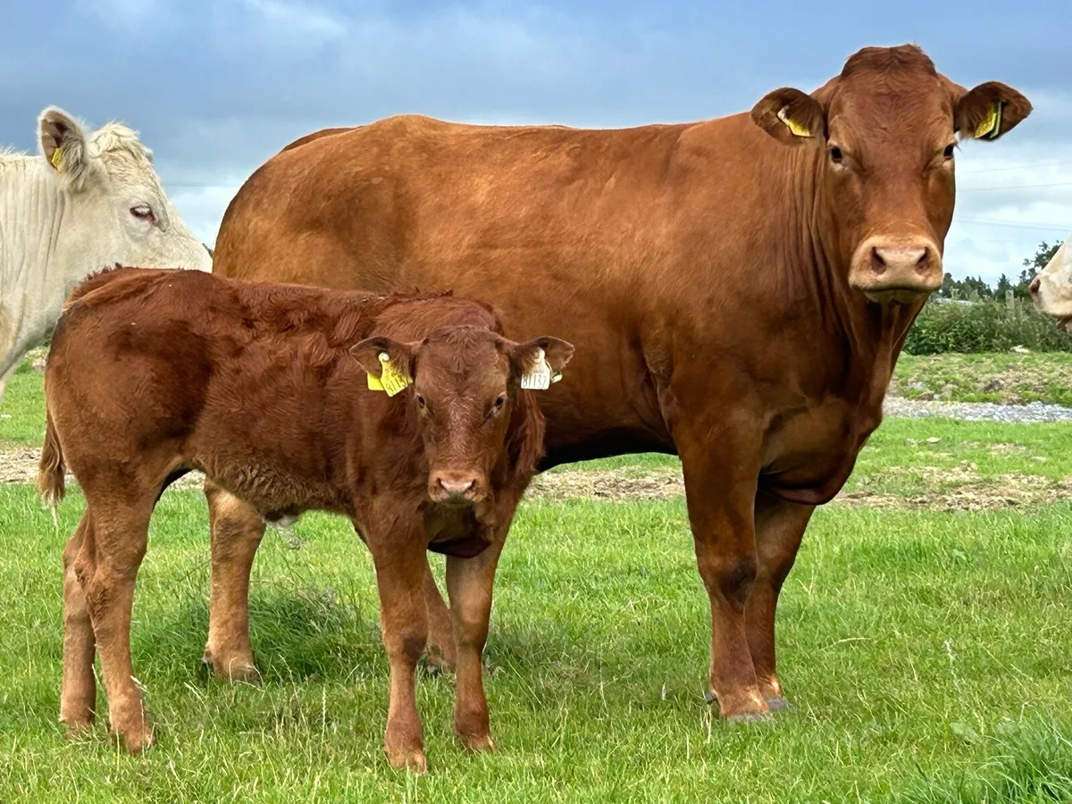 Super u grade second  calver and calf - Image 4