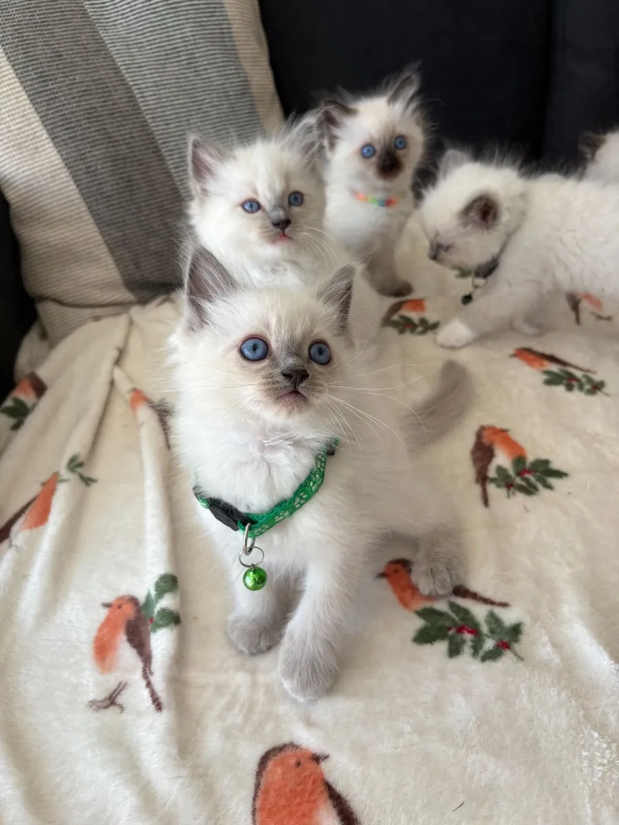 Ragdoll Kittens Purebred - Image 3