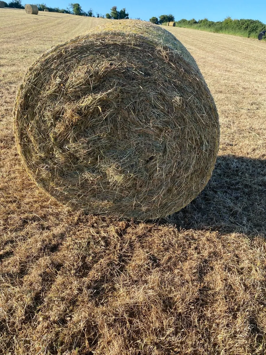 Top quality hay 2026 June - Image 1