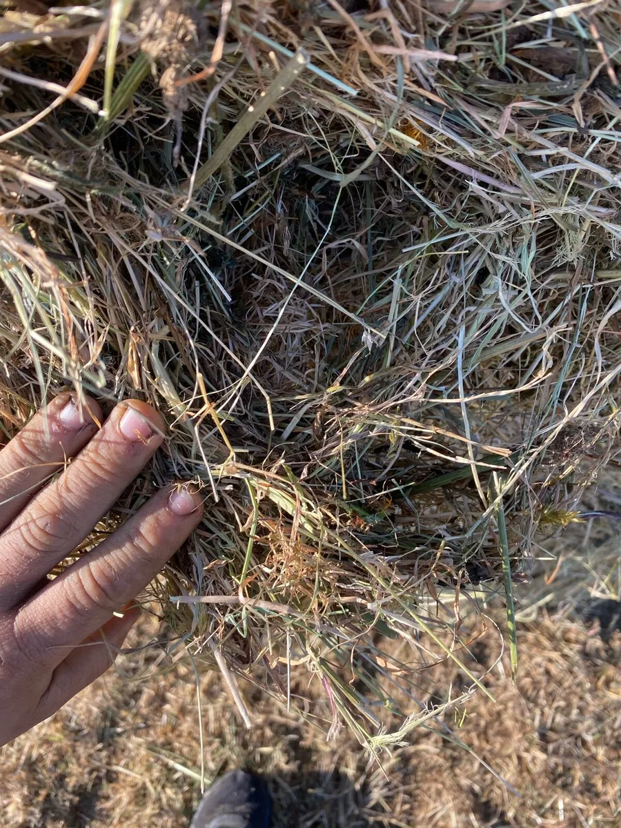 Top quality hay 2026 June - Image 2