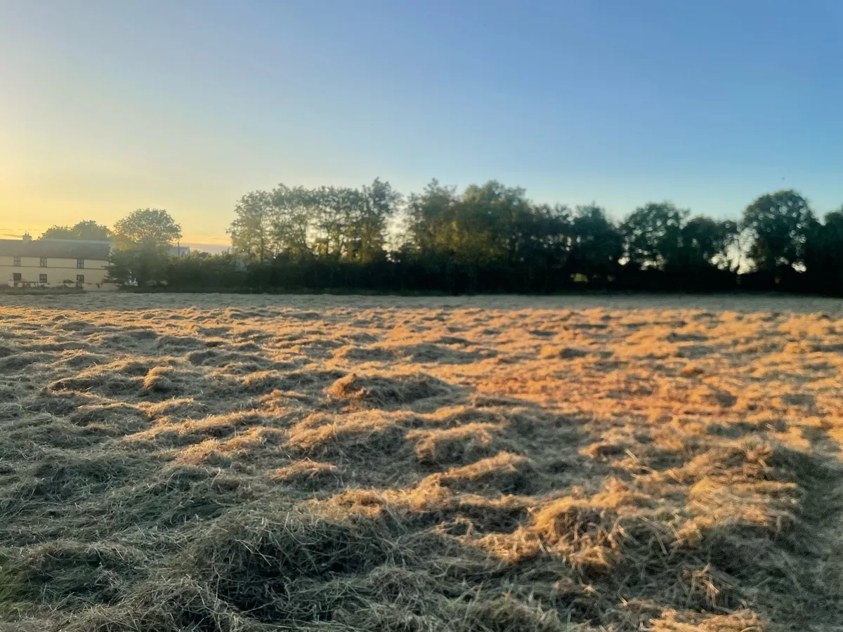 Top quality hay 2026 June - Image 3