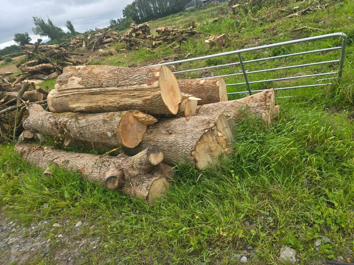 Ash timber - Image 1