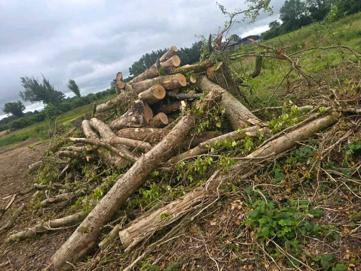 Ash timber - Image 2
