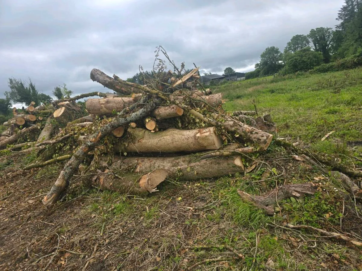Ash timber - Image 3