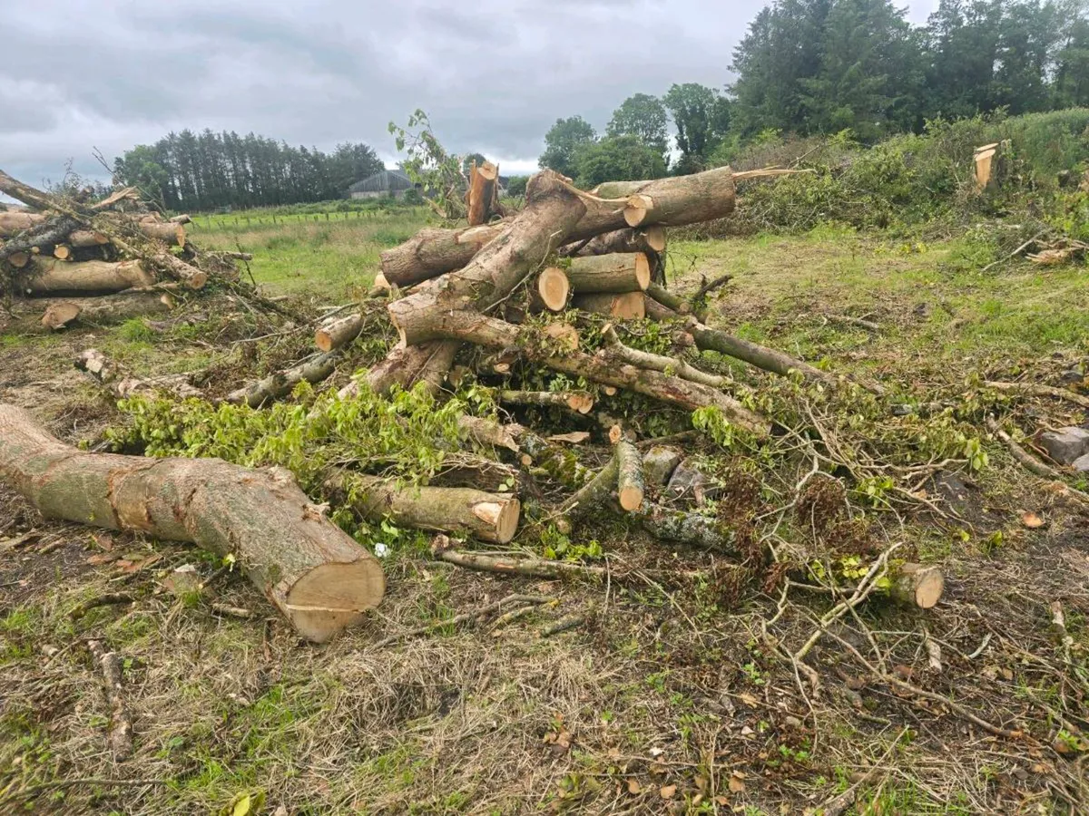 Ash timber - Image 4