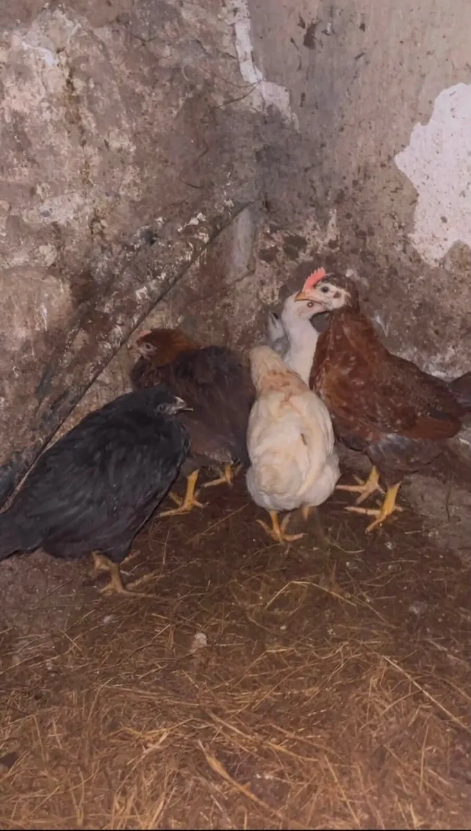 Young Hens - Image 2
