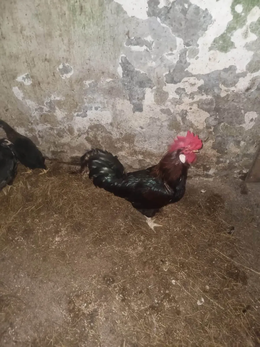 Young Hens - Image 3
