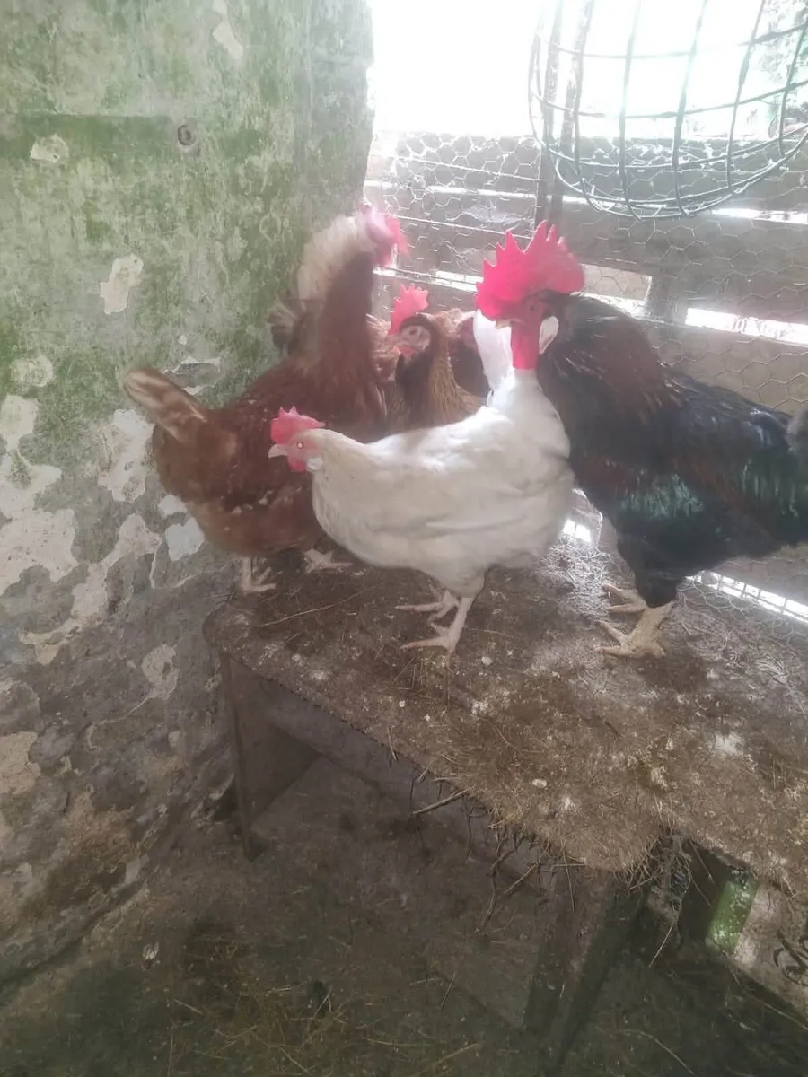 Young Hens - Image 4
