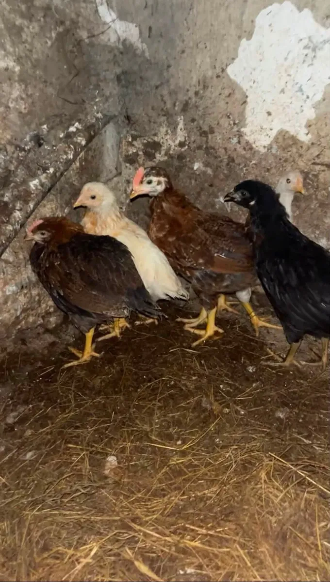 Young Hens - Image 1