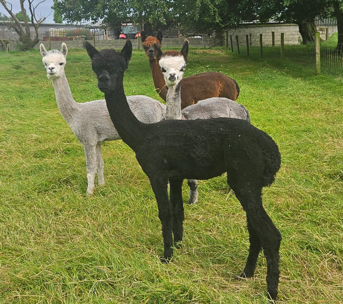 Alpaca - Image 1