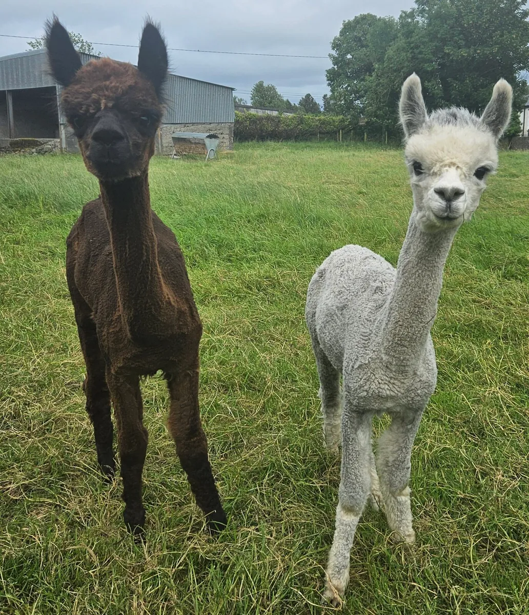 Alpaca - Image 1