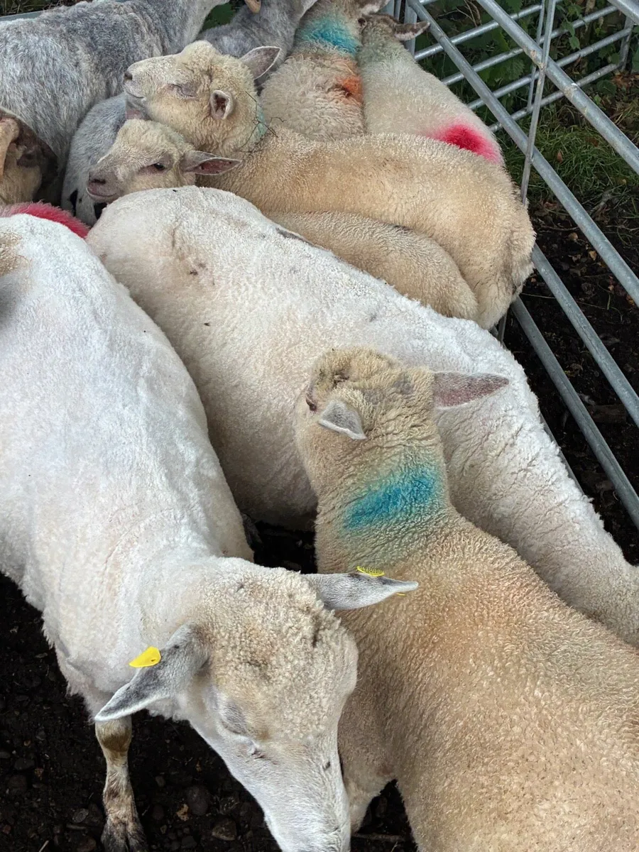 Full organic store lambs - Image 1