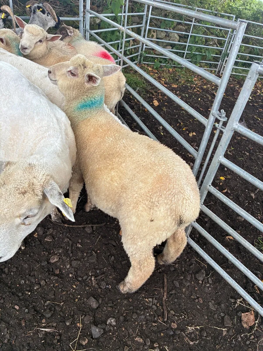 Full organic store lambs - Image 2