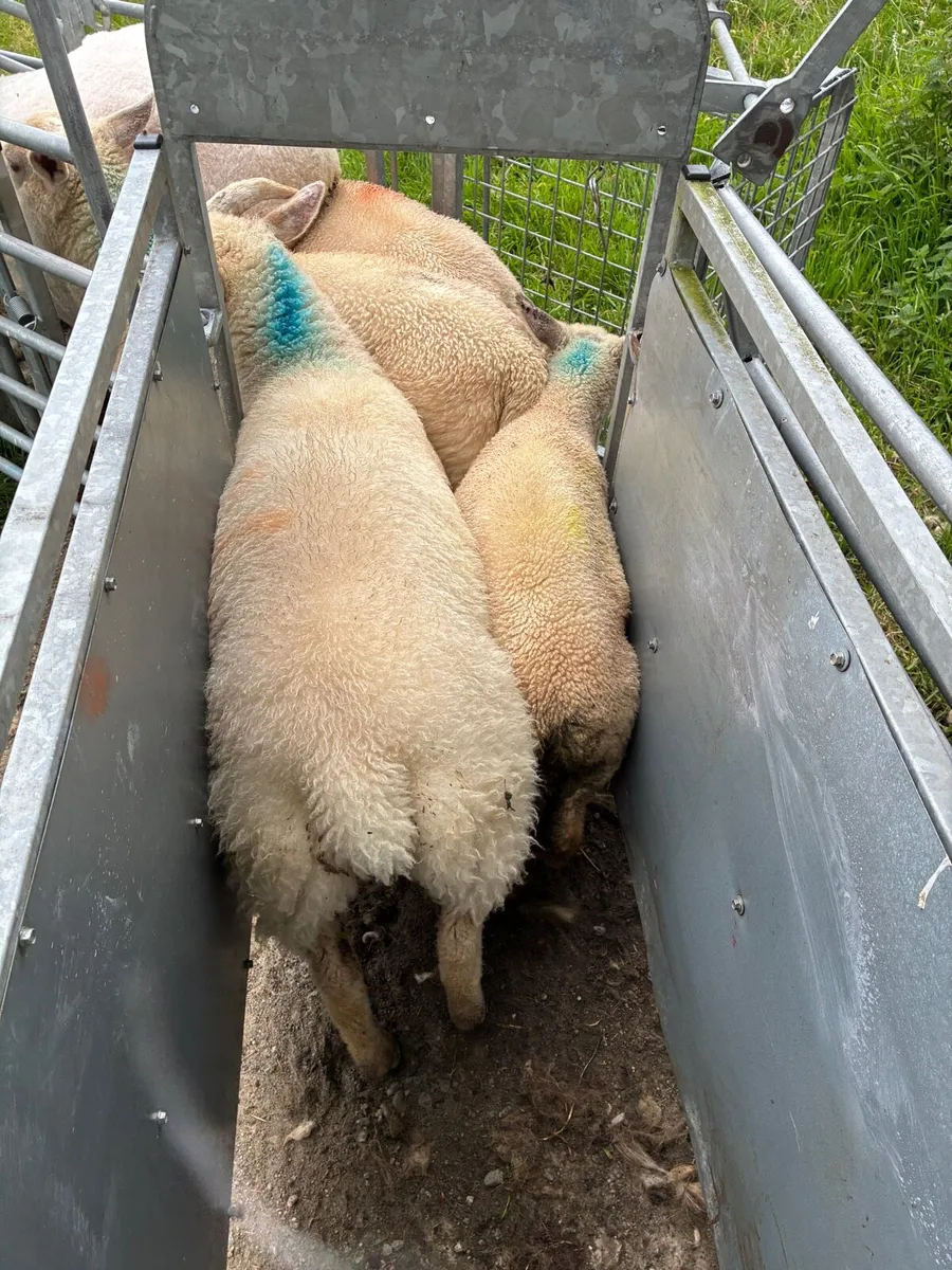 Full organic store lambs - Image 3