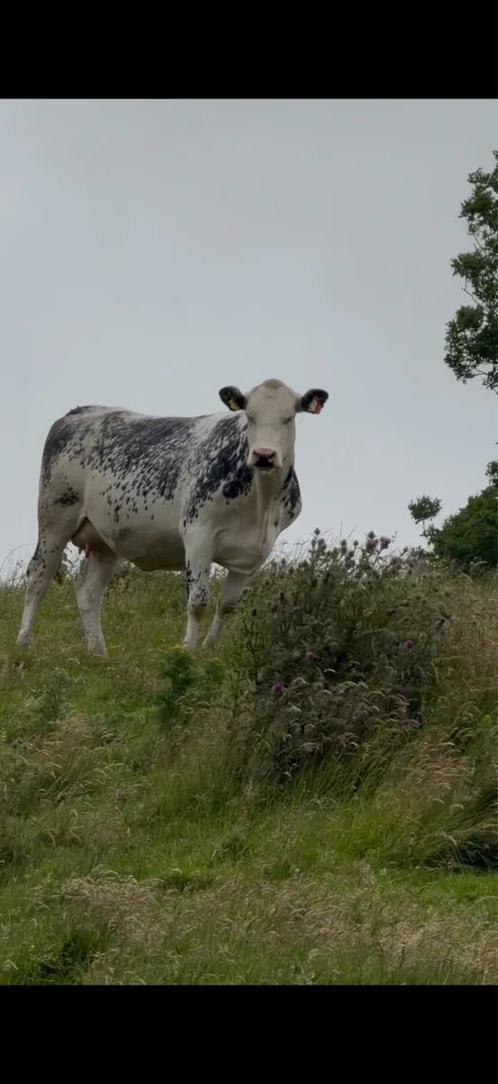 11 SHOW RECIP SPRINGING HEIFERS & OUTFITS 6JULY ST - Image 1
