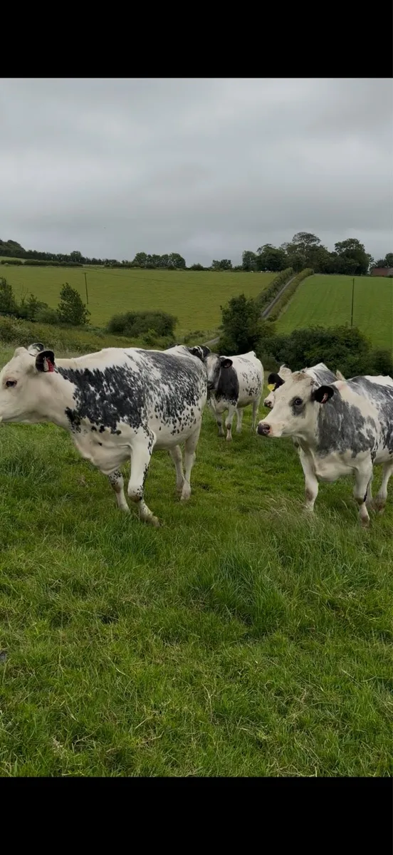 11 SHOW RECIP SPRINGING HEIFERS & OUTFITS 6JULY ST - Image 2