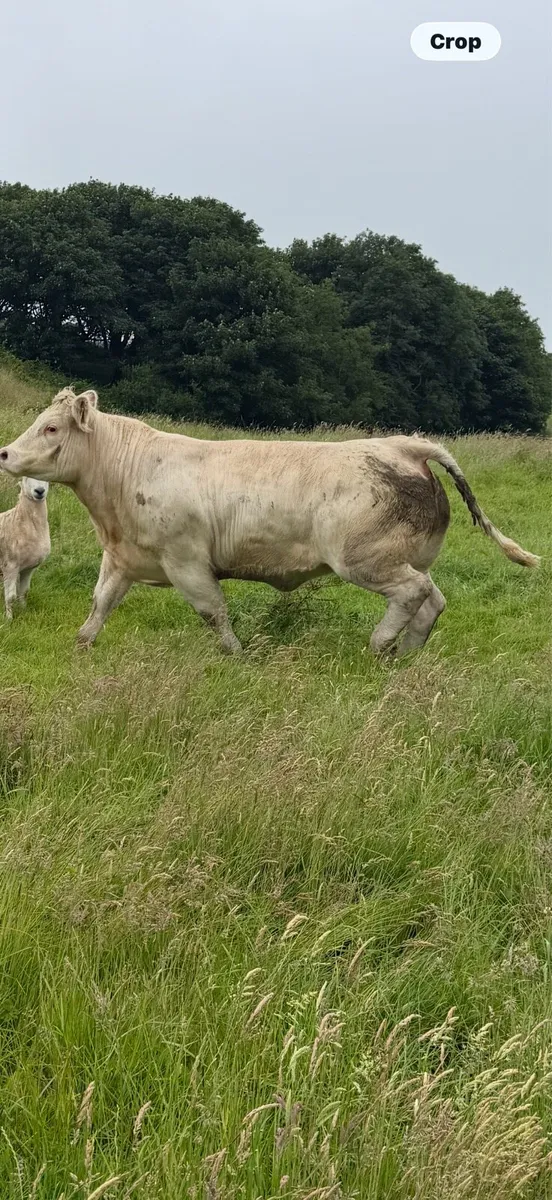 11 SHOW RECIP SPRINGING HEIFERS & OUTFITS 6JULY ST - Image 3