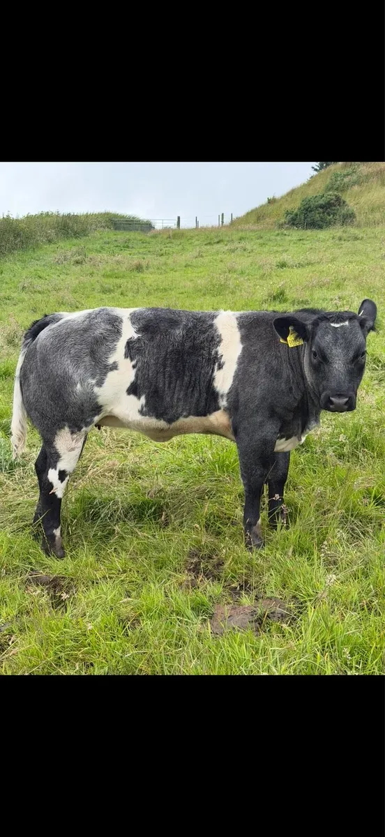 11 SHOW RECIP SPRINGING HEIFERS & OUTFITS 6JULY ST - Image 4