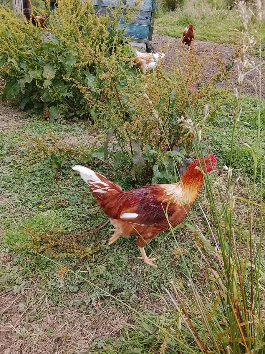 Rhode Island Red Rooster - Image 2