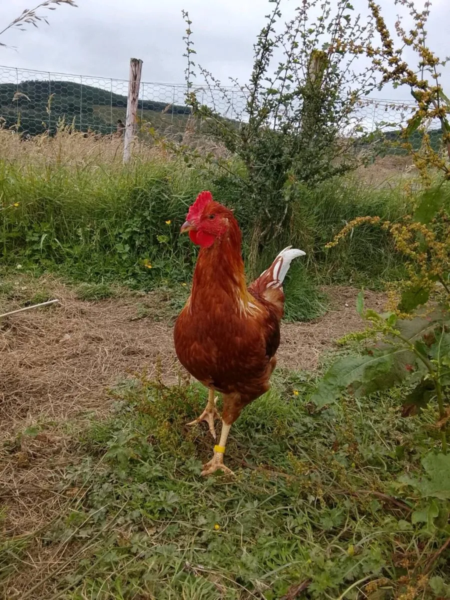 Rhode Island Red Rooster - Image 3