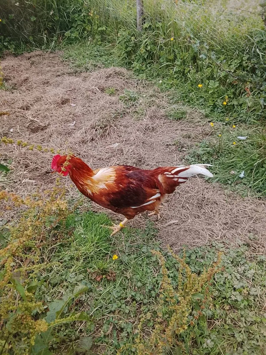Rhode Island Red Rooster - Image 4