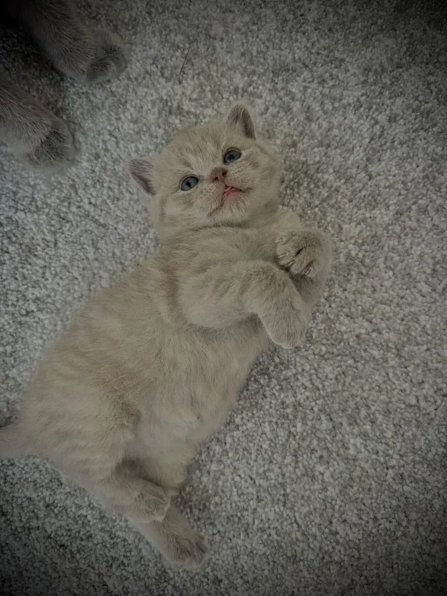 BRITISH SHORTHAIR KITTENS - Image 3