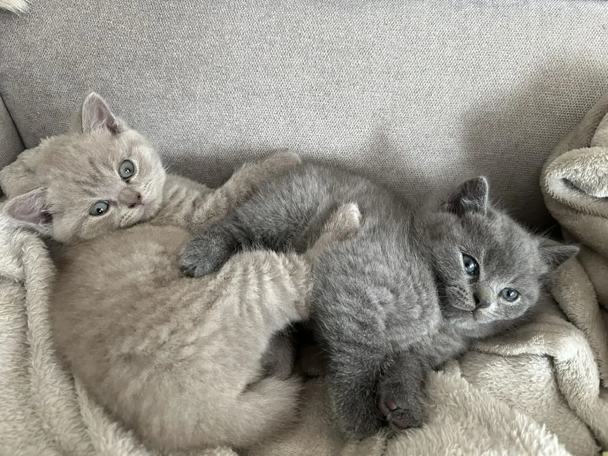 BRITISH SHORTHAIR KITTENS - Image 1