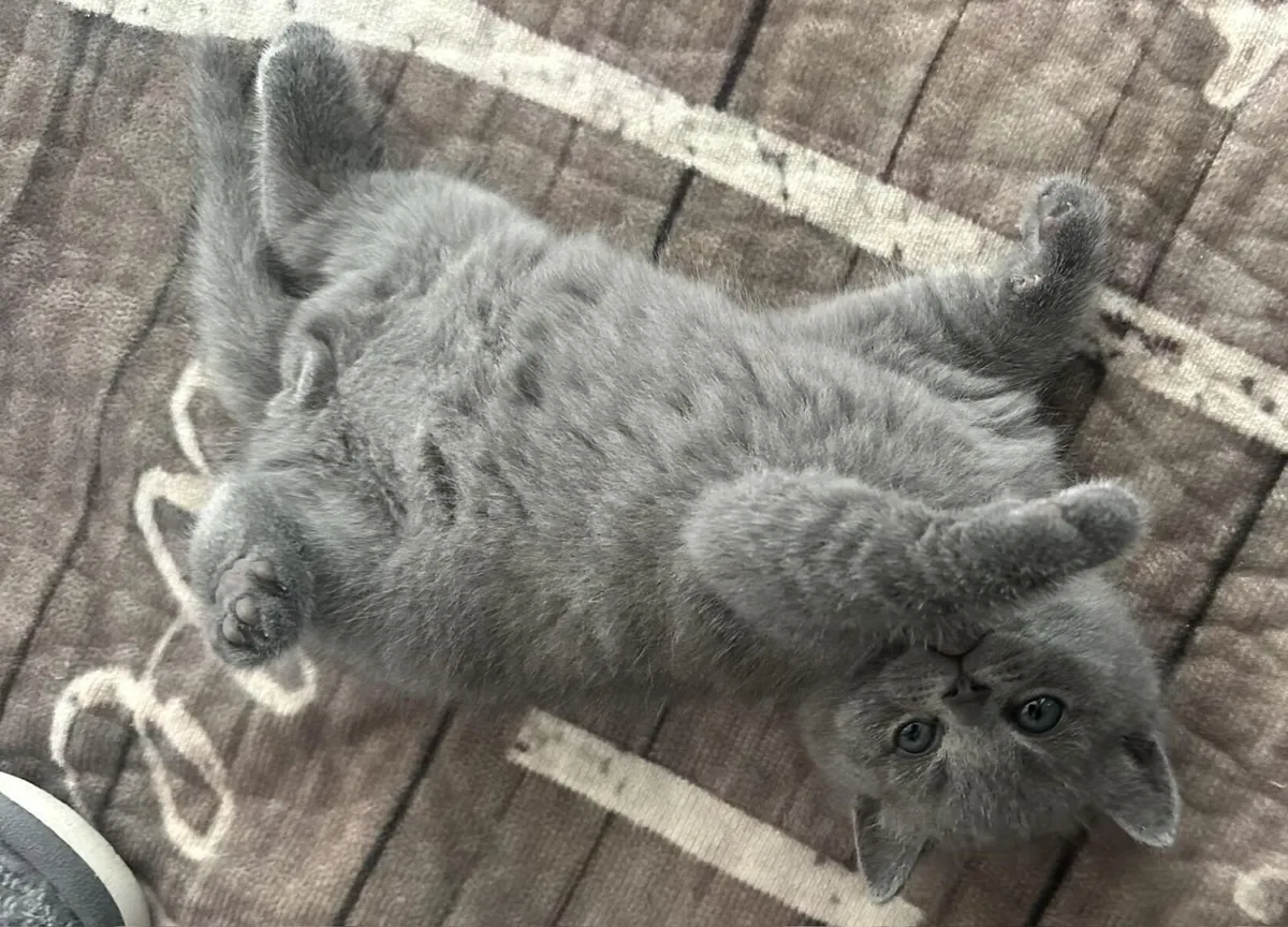 BRITISH SHORTHAIR KITTENS - Image 2