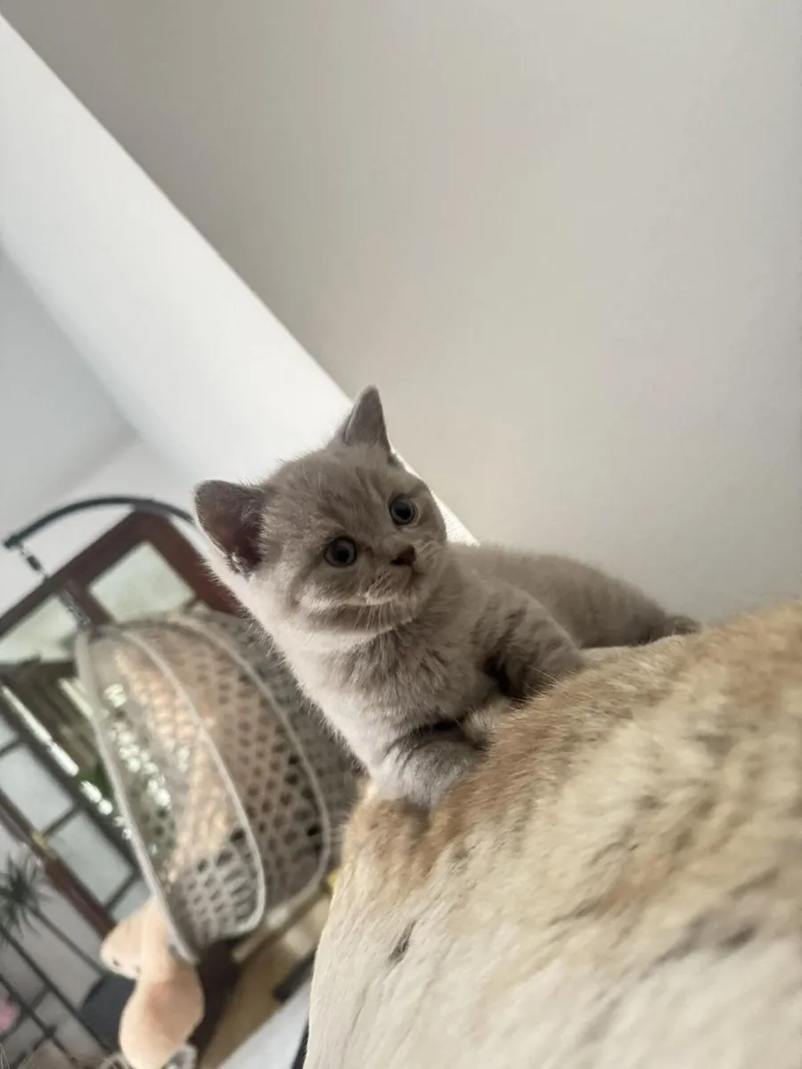 BRITISH SHORTHAIR KITTENS - Image 4