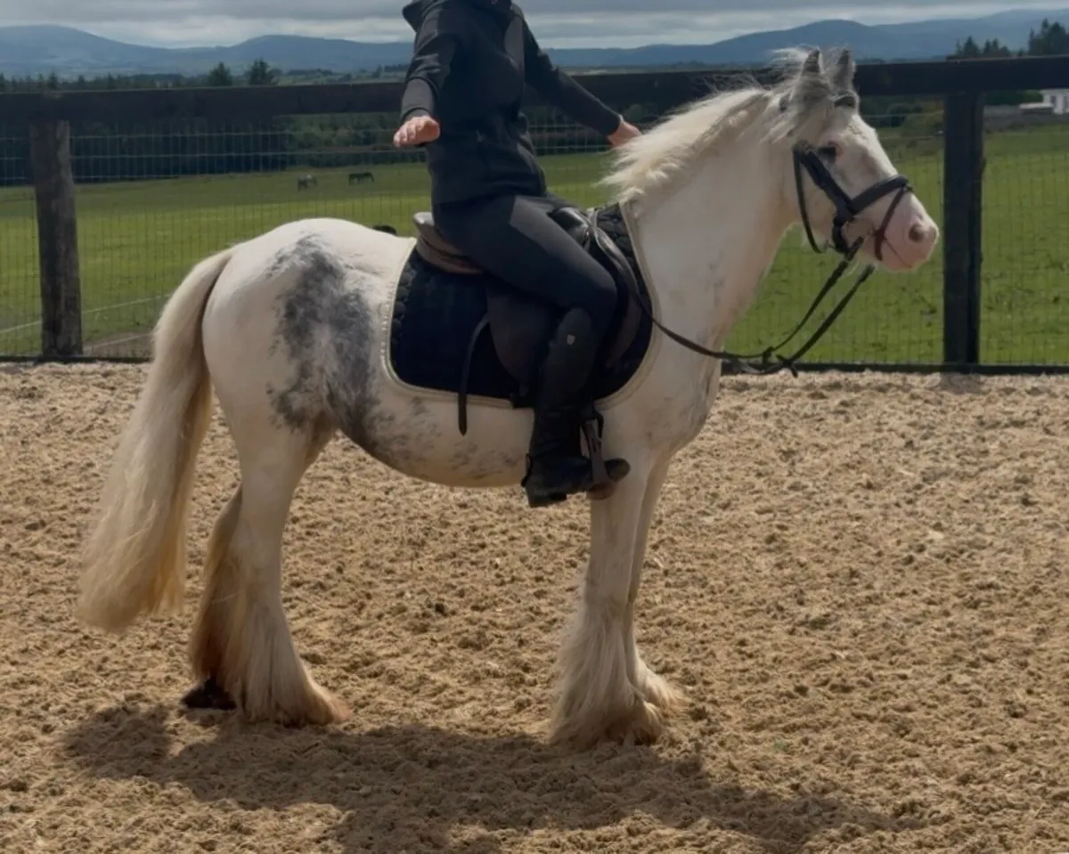 BOMBPROOF 128cm pony - Image 3