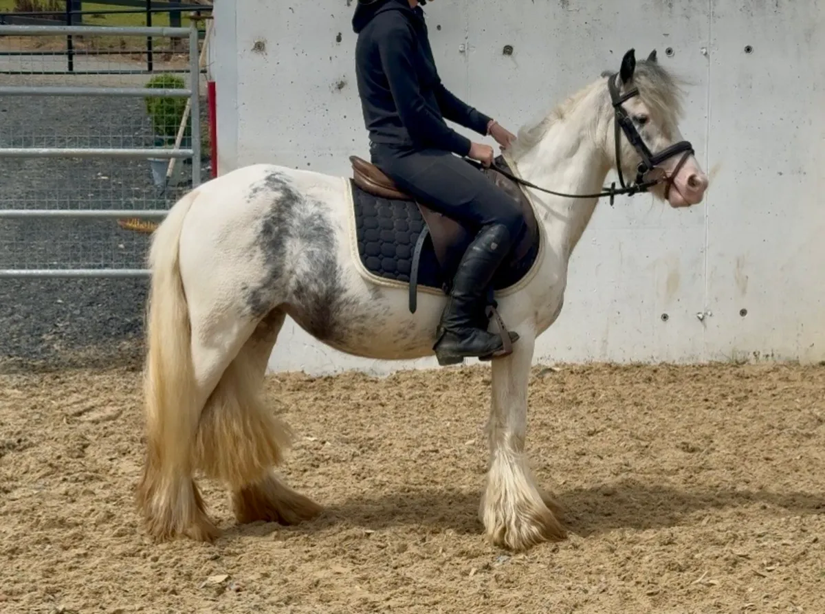 BOMBPROOF 128cm pony - Image 4