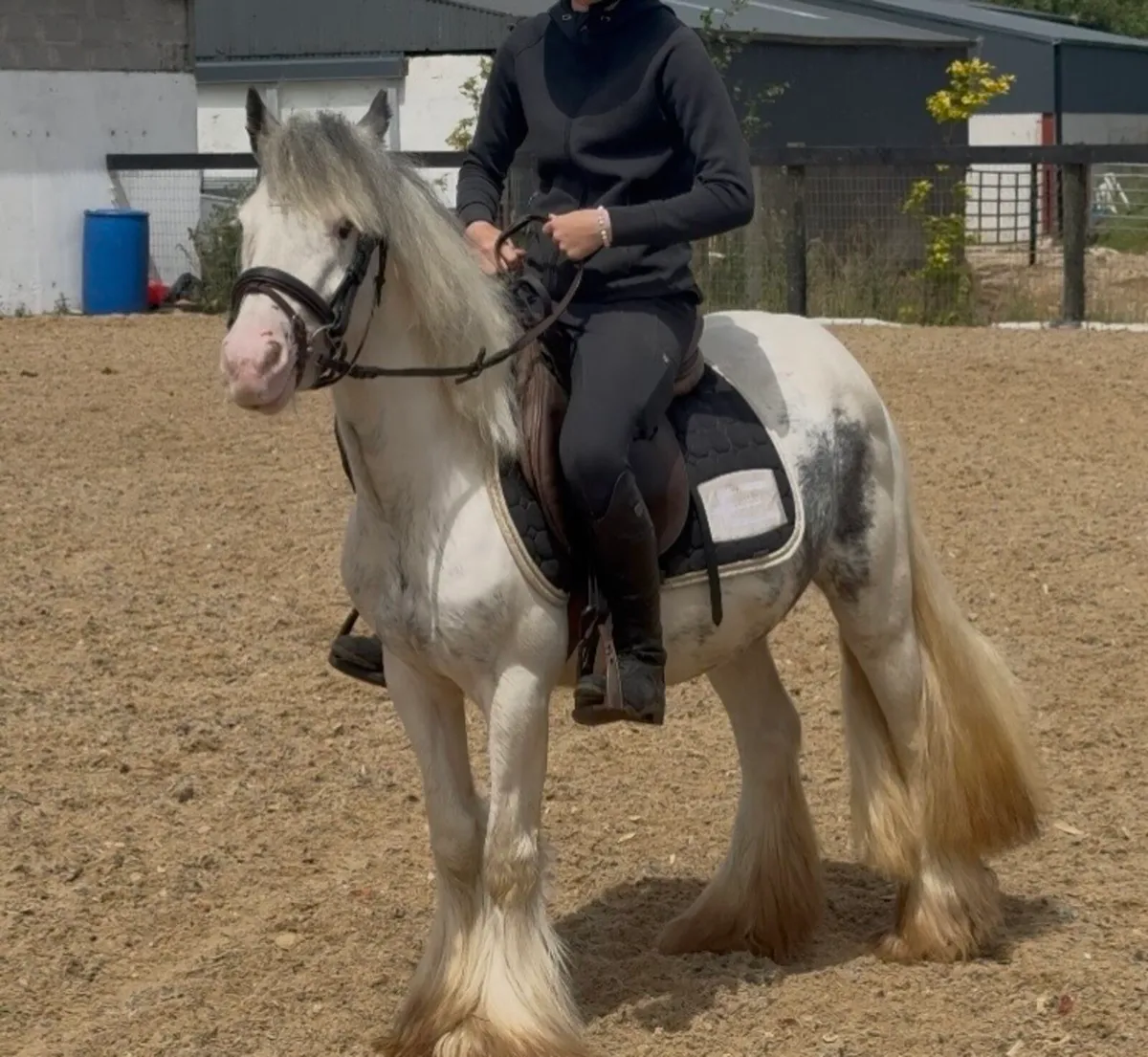 BOMBPROOF 128cm pony - Image 1