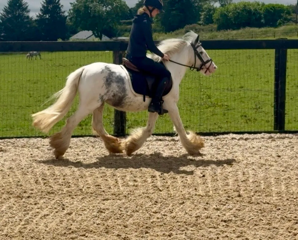 BOMBPROOF 128cm pony - Image 2