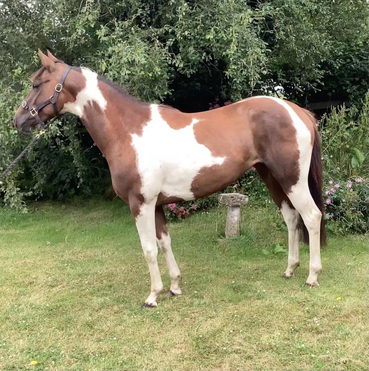 3yo unbroken filly - Image 1