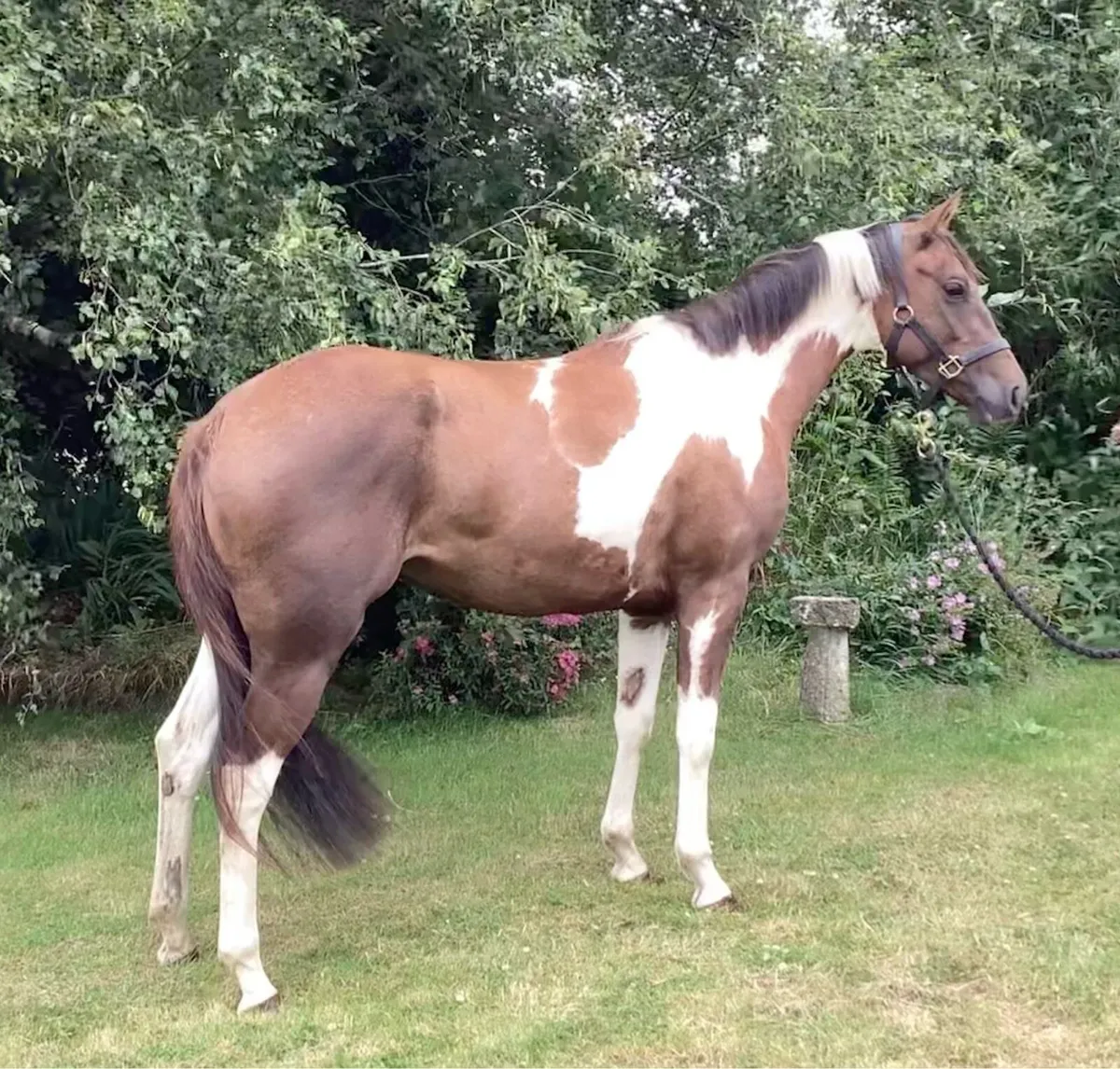 3yo unbroken filly - Image 2