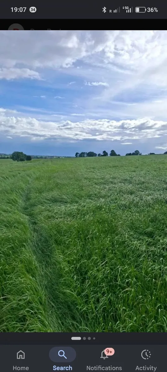 Meadows for Silage ( ready for cut) - Image 2