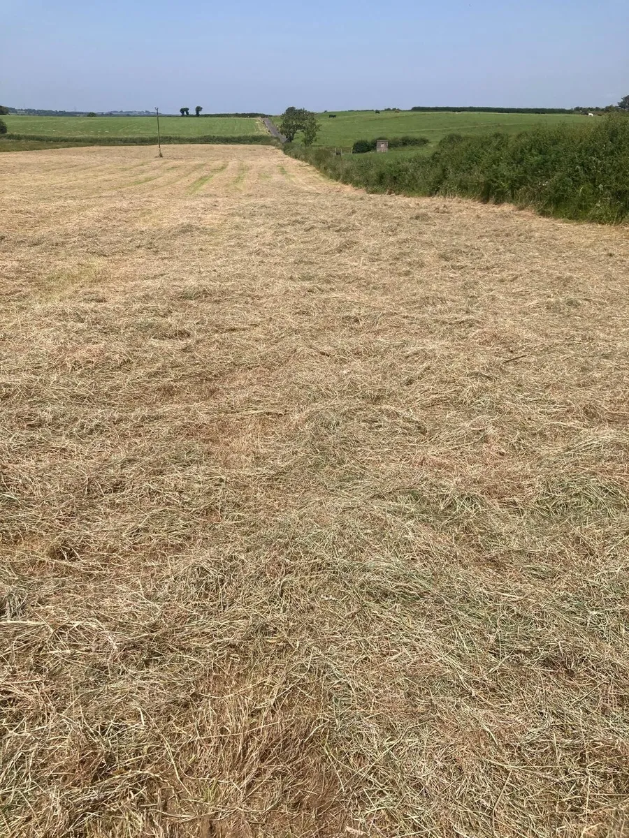 Round Bales June Hay - Image 1