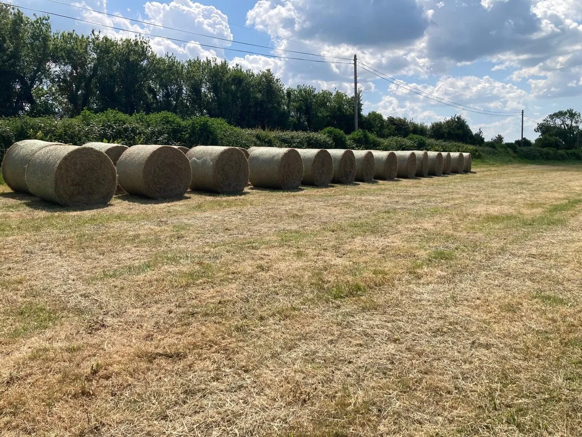Round Bales June Hay - Image 2
