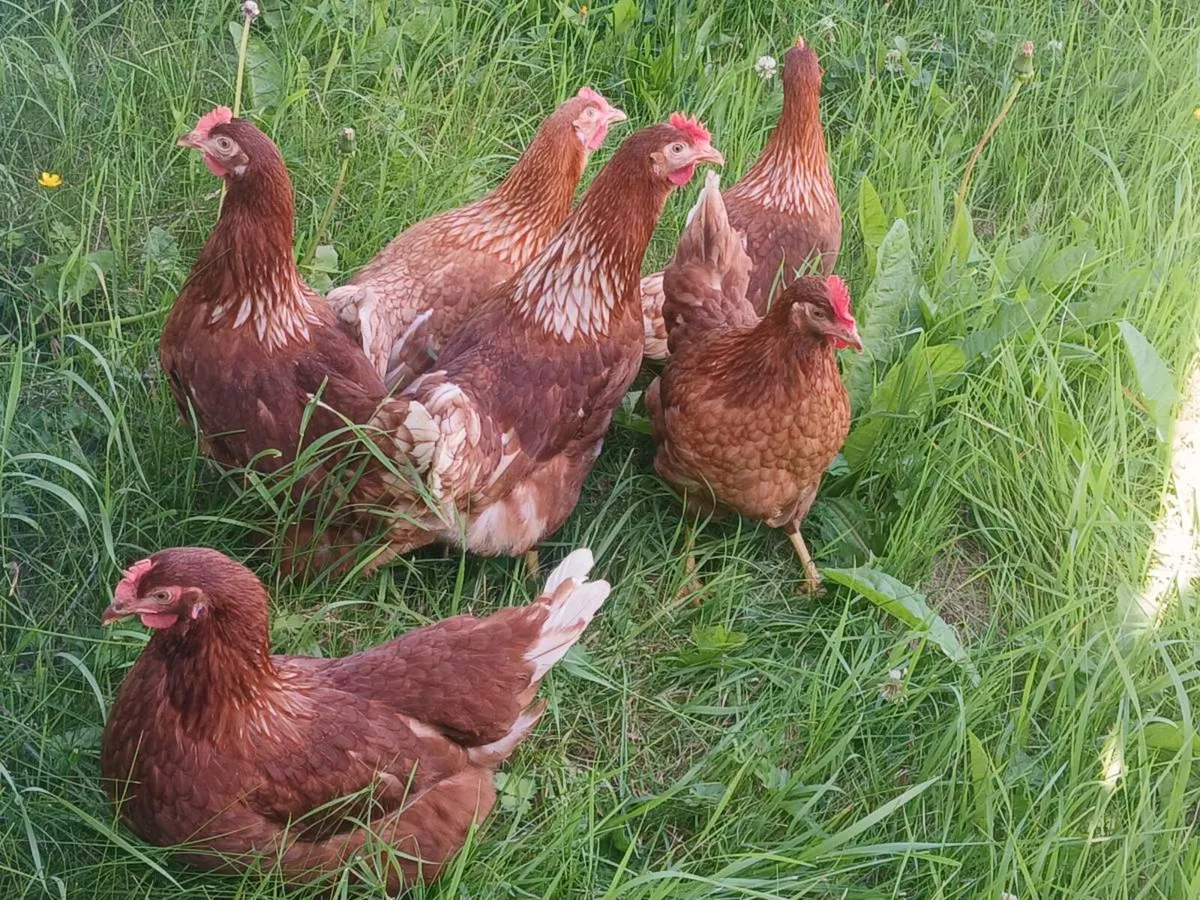 Poultry - Image 1