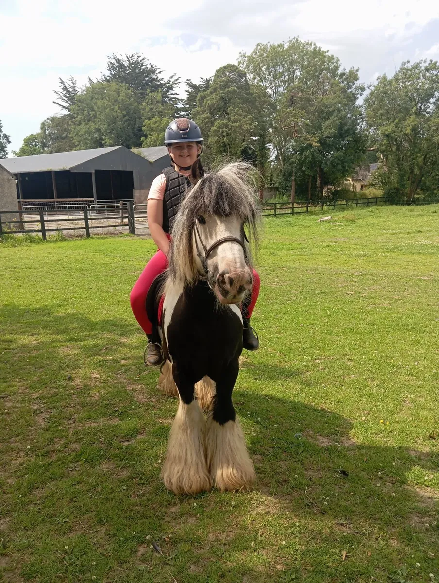 13hh gelding - Image 4