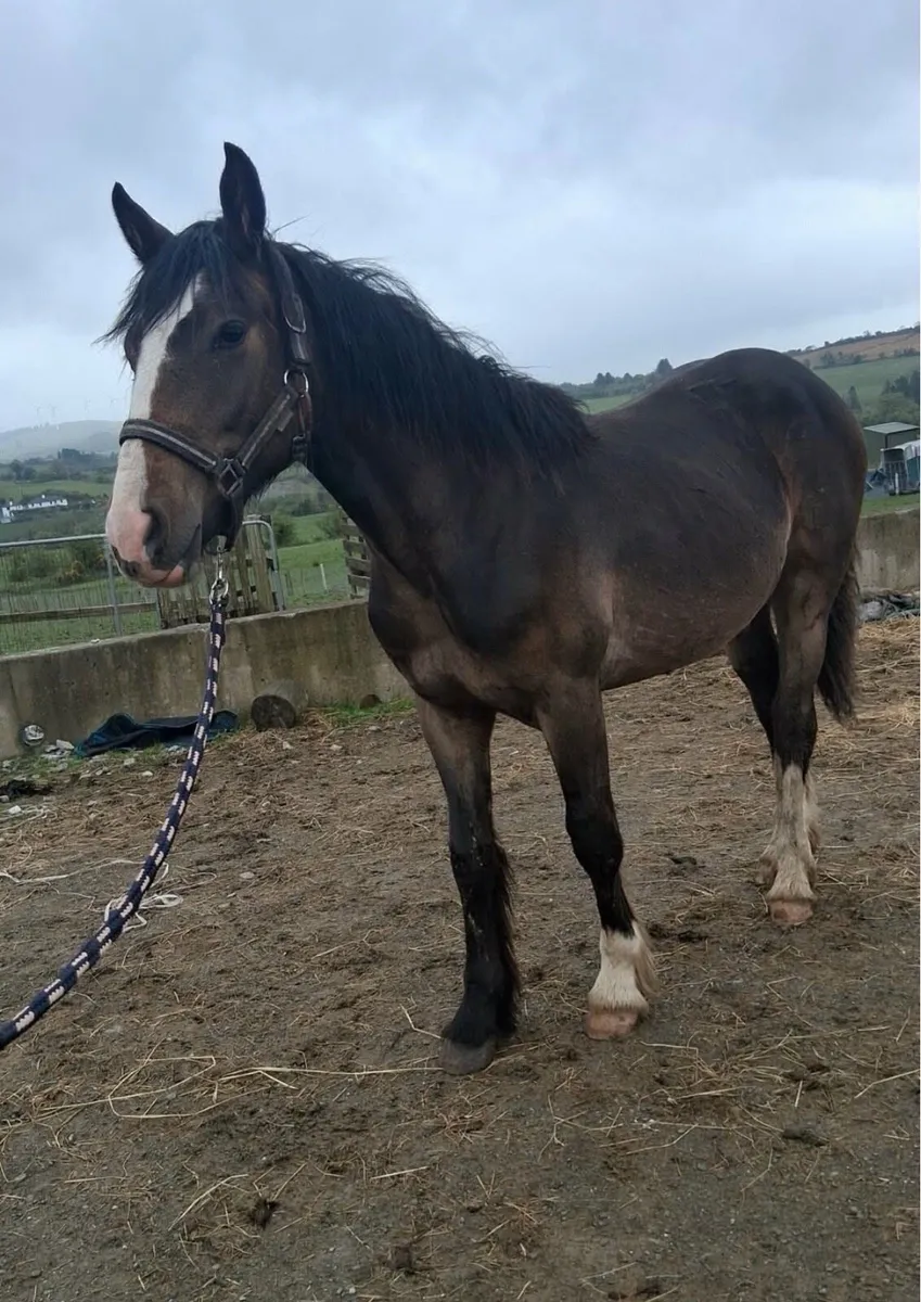 Yearling filly - Image 1
