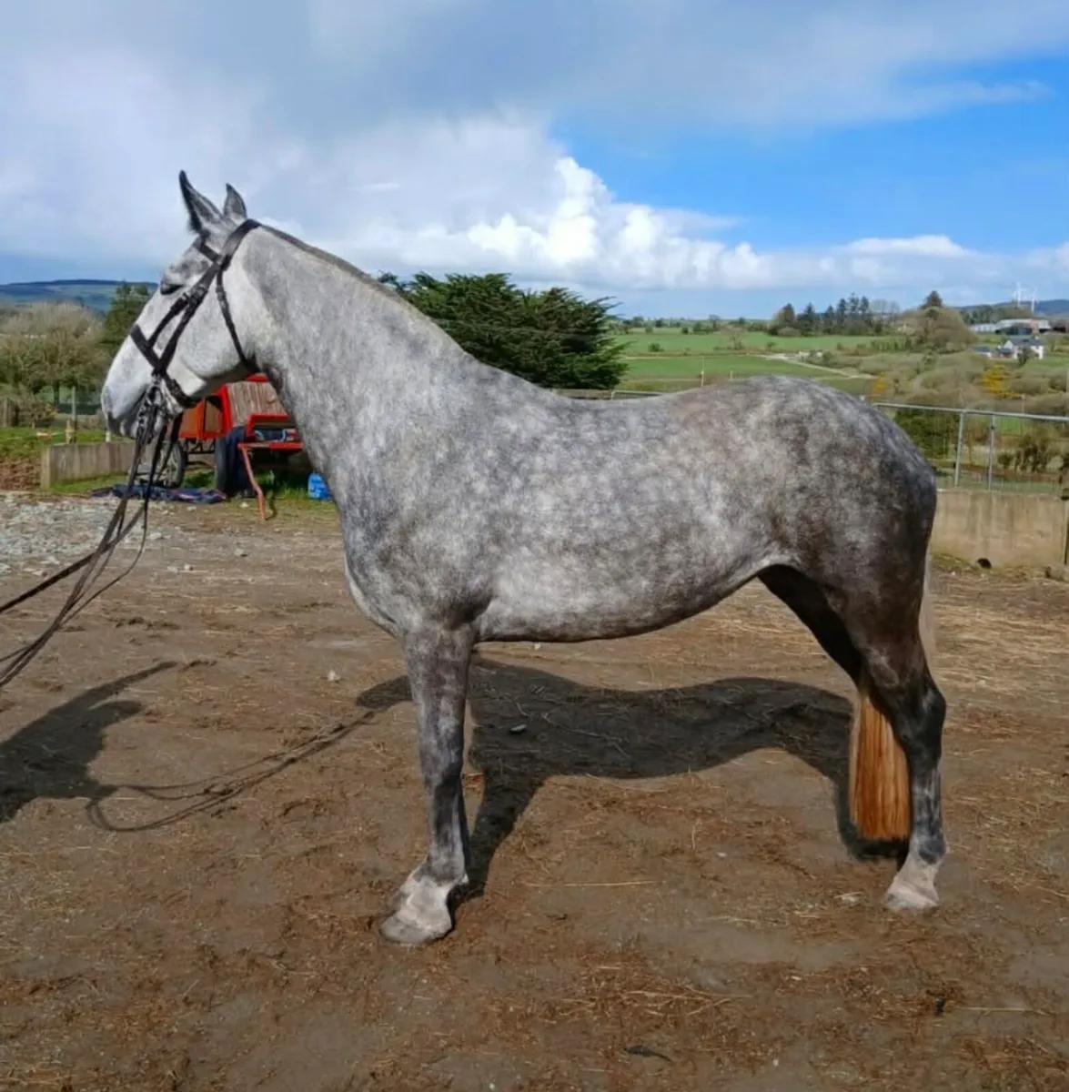 Yearling filly - Image 2