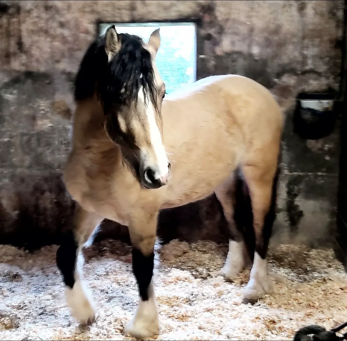 Yearling filly - Image 3