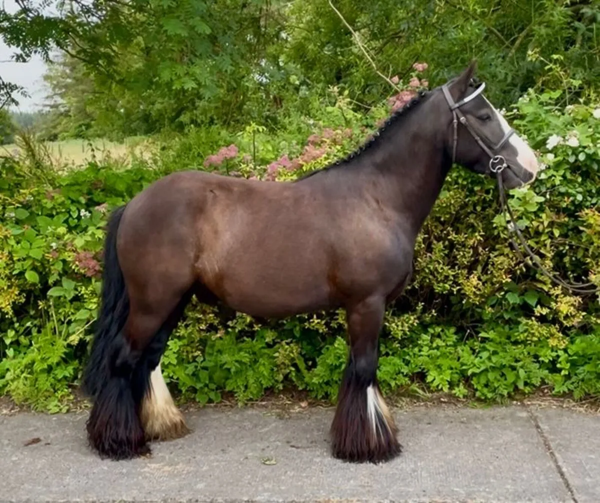 Real smart 12.2 cob pony - Image 1